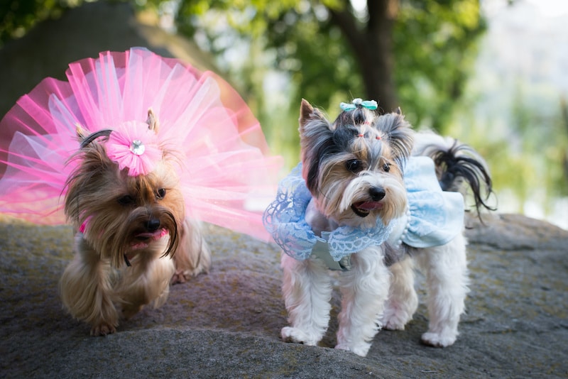 Two dogs in wedding dresses outside standing on a large stone.
