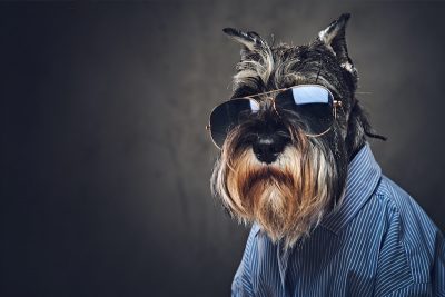 Portrait of fashionable dog dressed in a blue shirt and sunglasses.